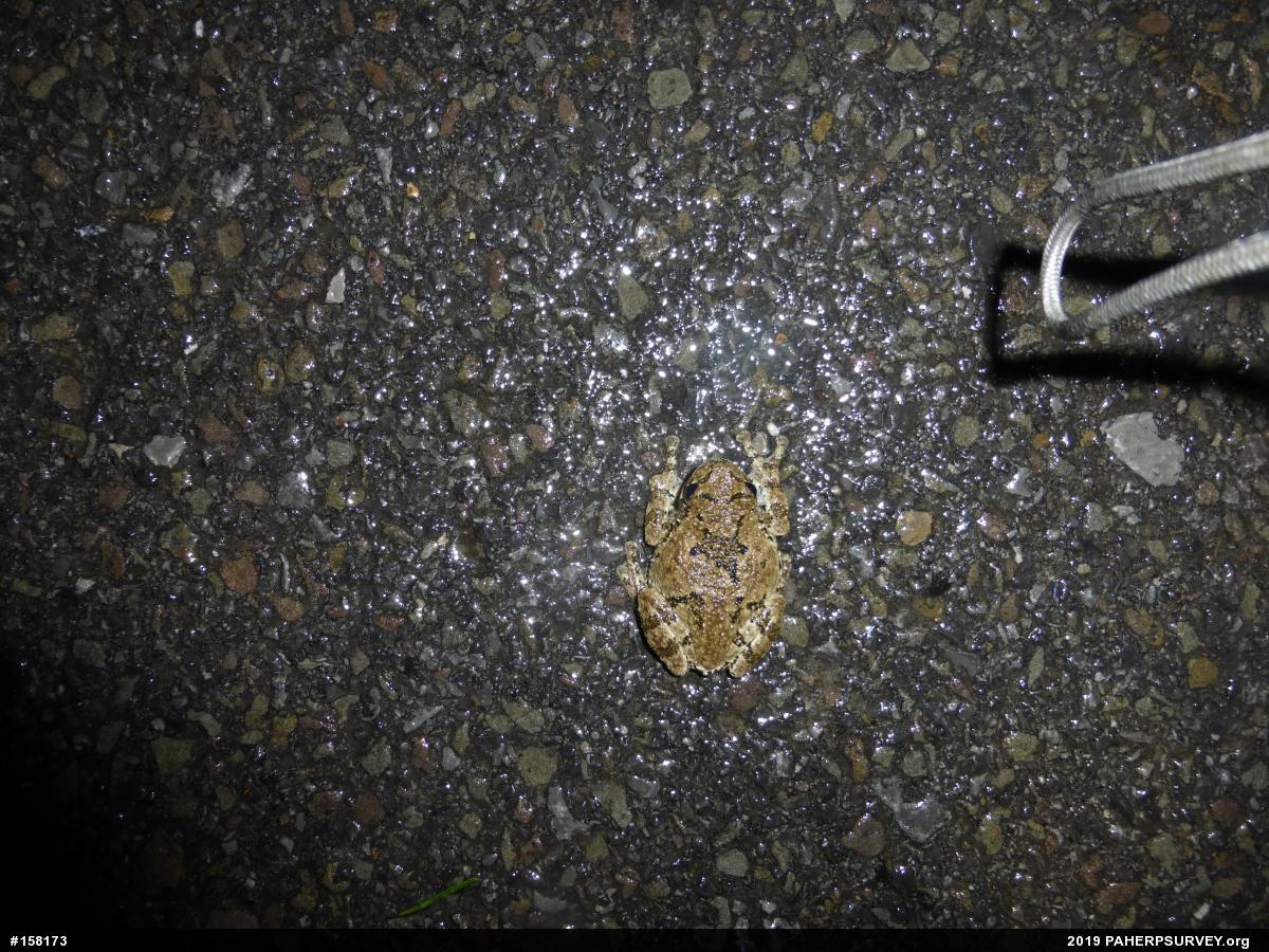 Unknown Gray Treefrog