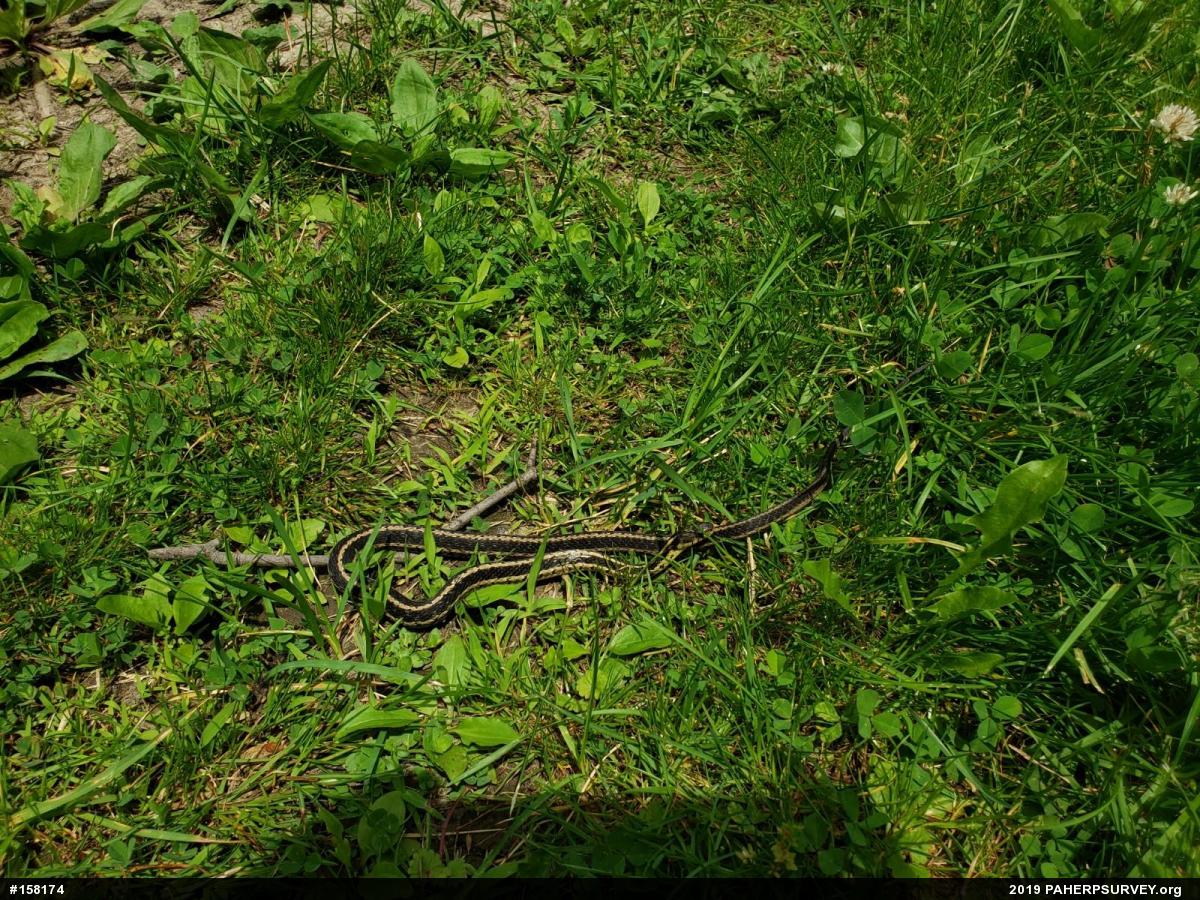 Eastern Gartersnake