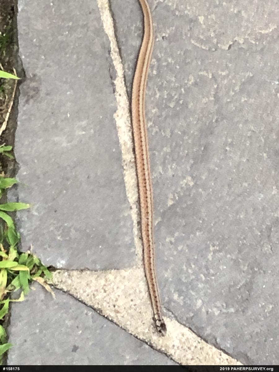 Dekay's Brownsnake