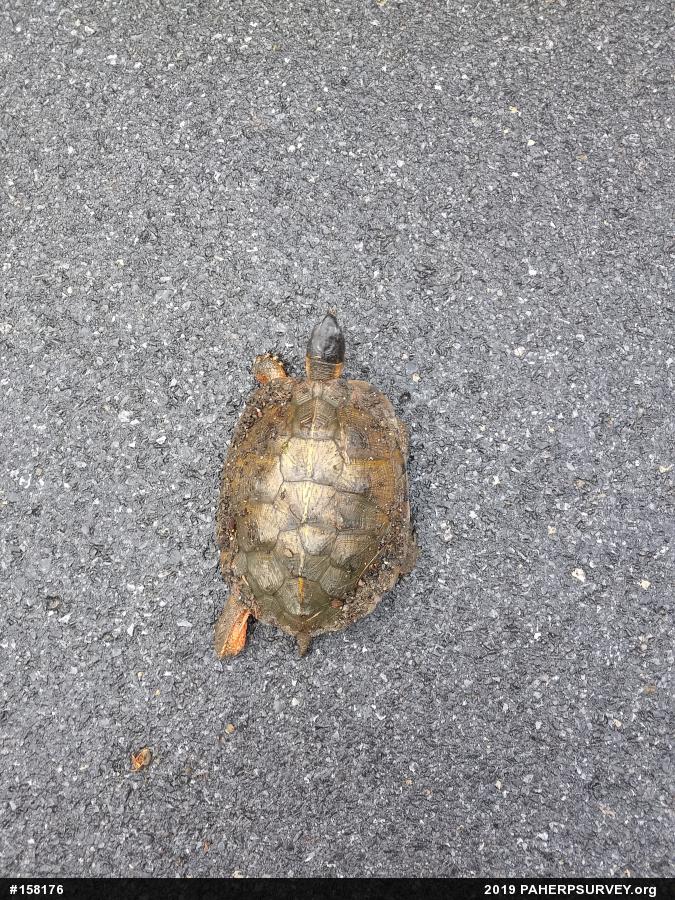 Wood Turtle