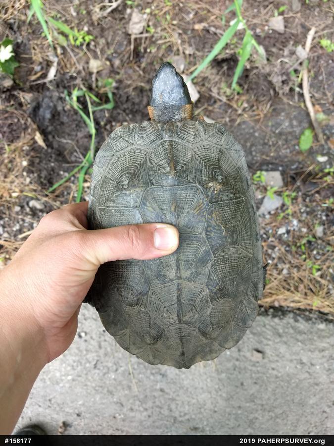 Wood Turtle