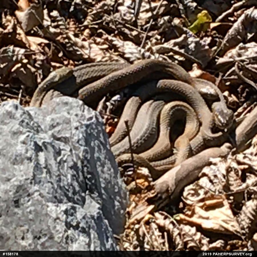 Northern Watersnake