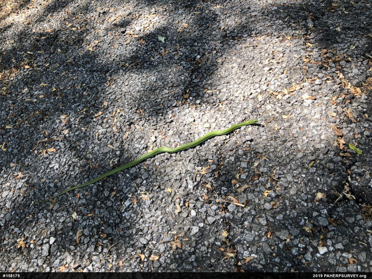 Smooth Greensnake
