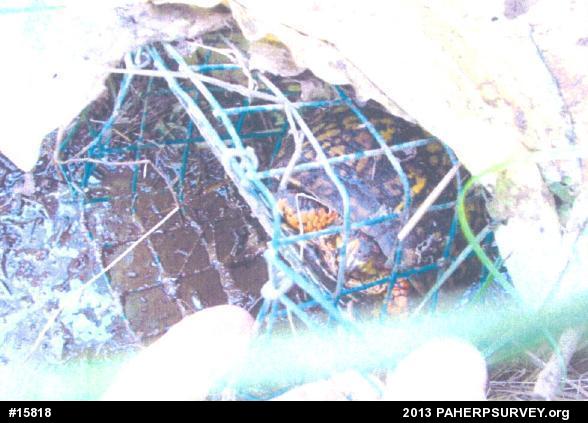 Eastern Box Turtle