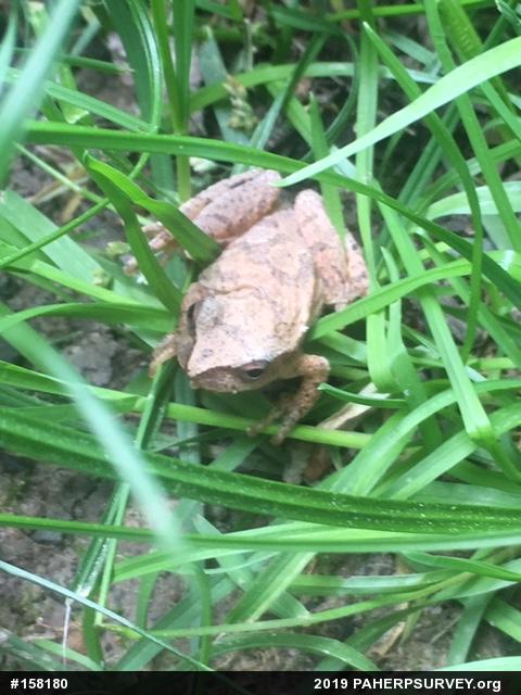 Spring Peeper