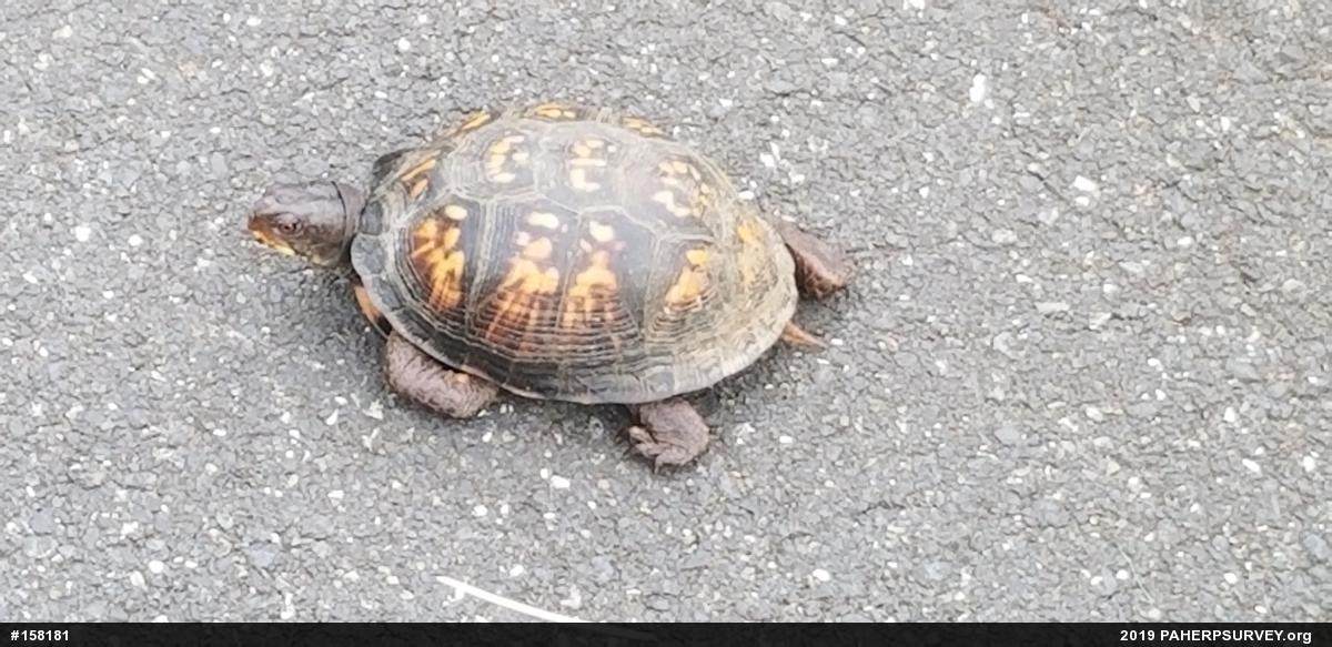 Eastern Box Turtle