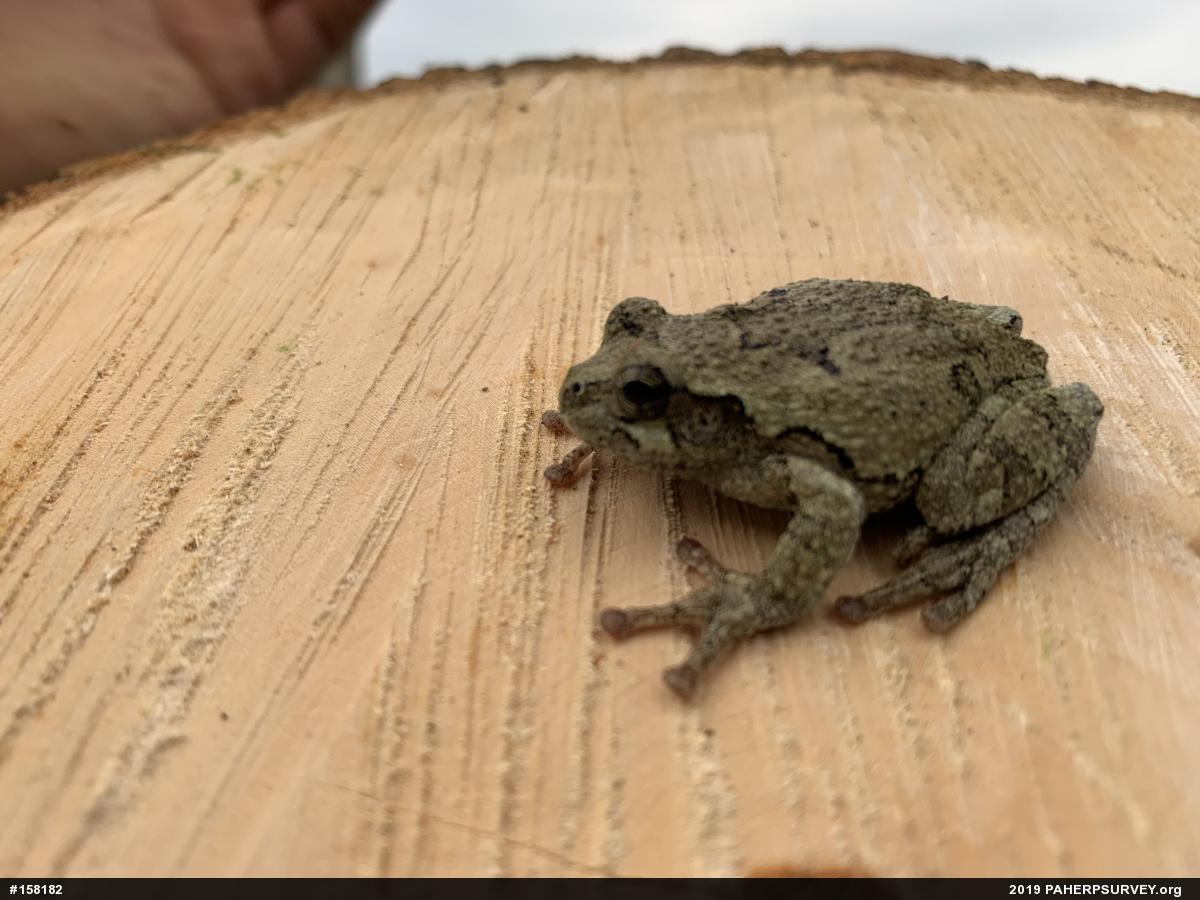 Unknown Gray Treefrog