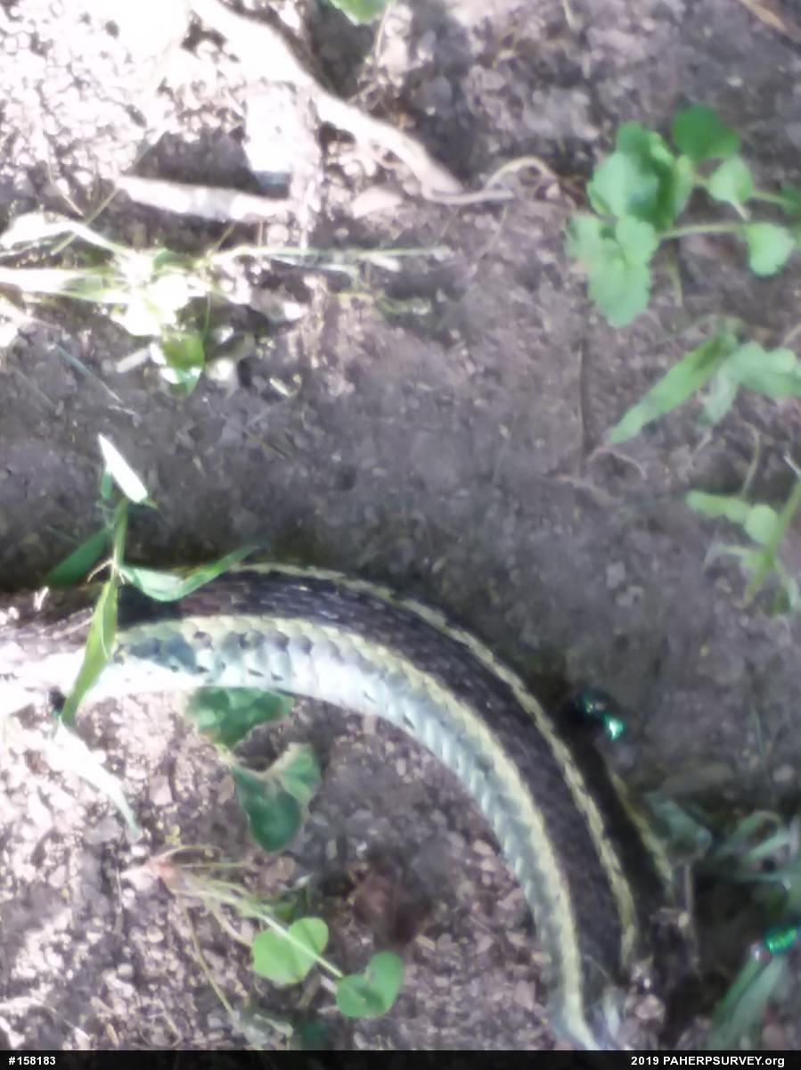Eastern Gartersnake