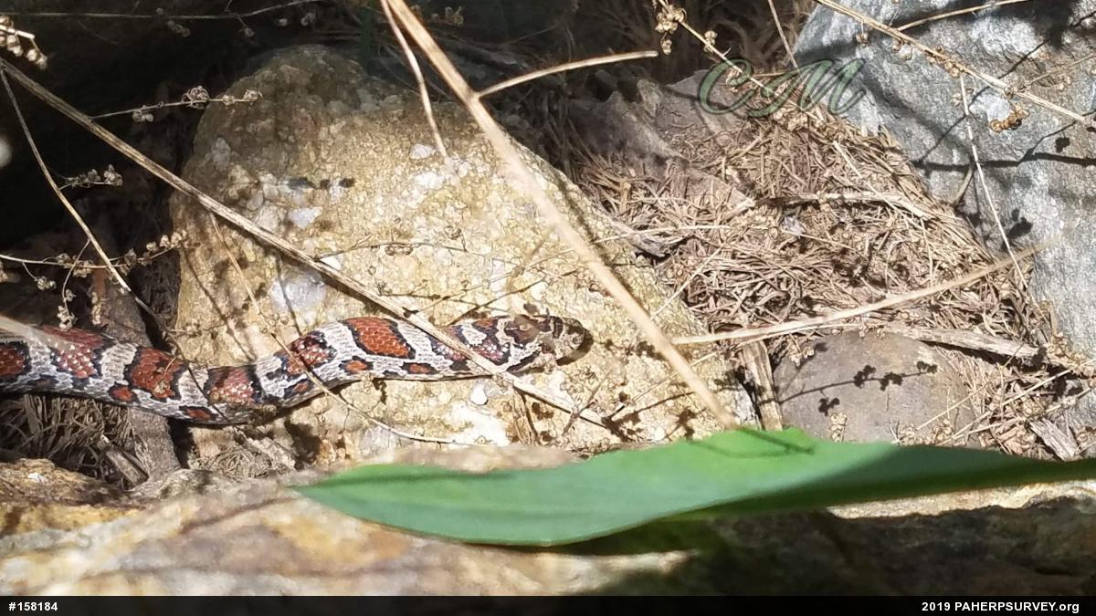 Eastern Milksnake
