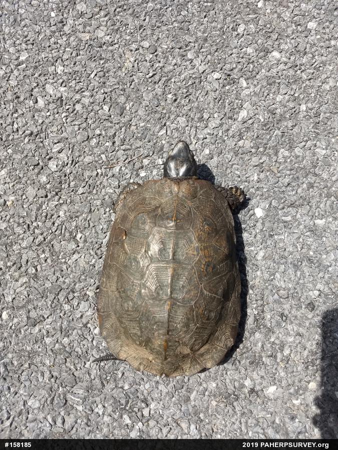 Wood Turtle