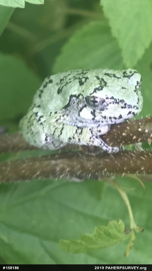 Unknown Gray Treefrog