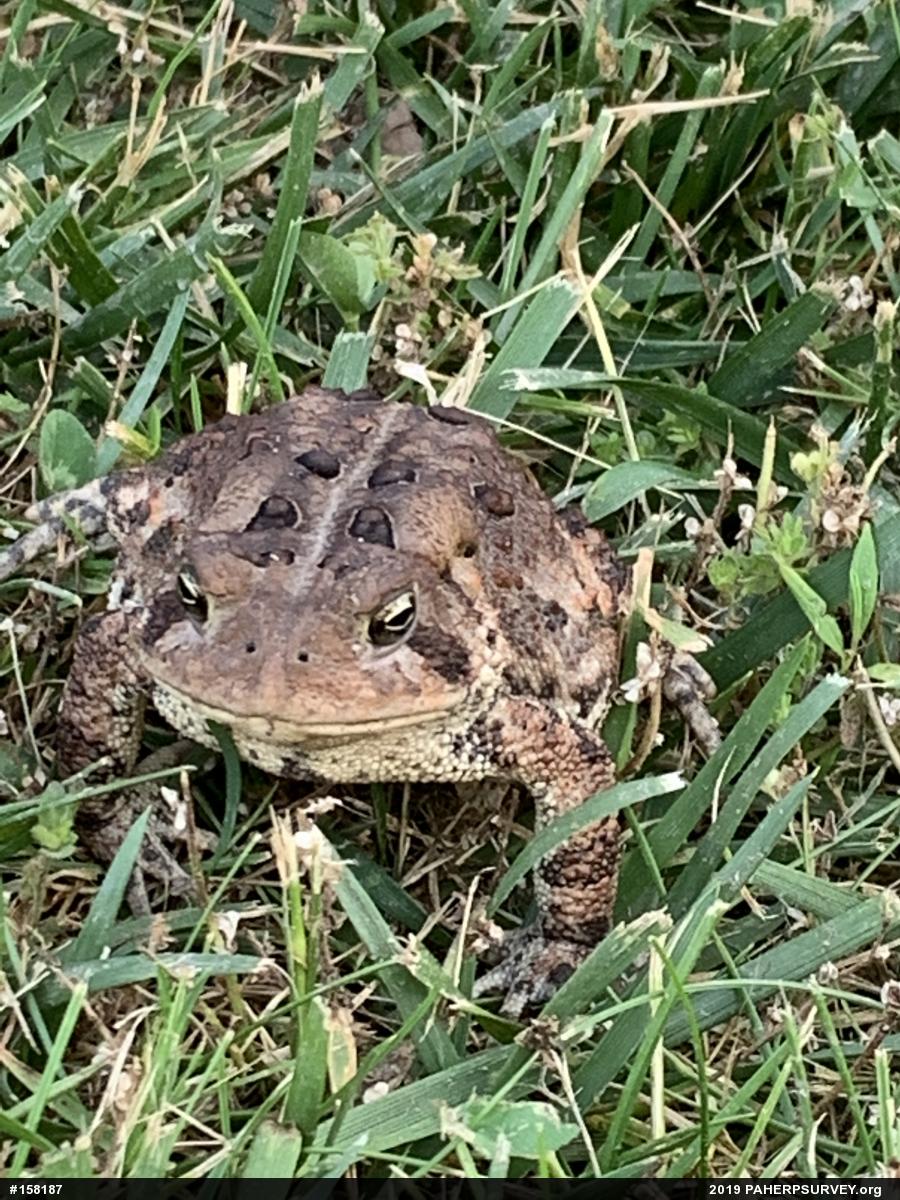 Eastern American Toad