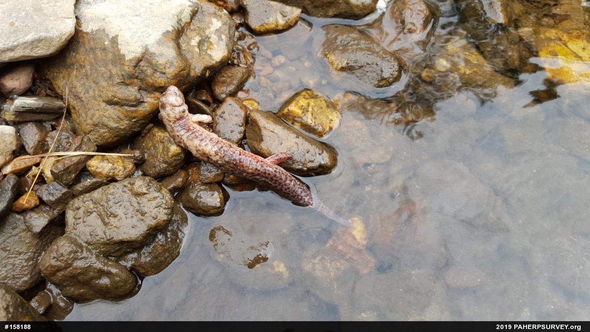 Northern Red Salamander