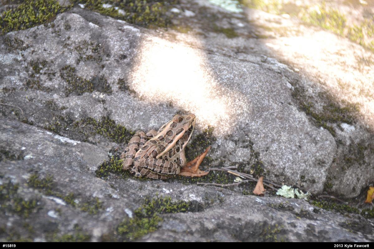 Pickerel Frog