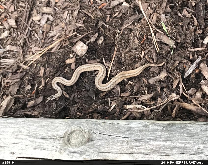 Dekay's Brownsnake