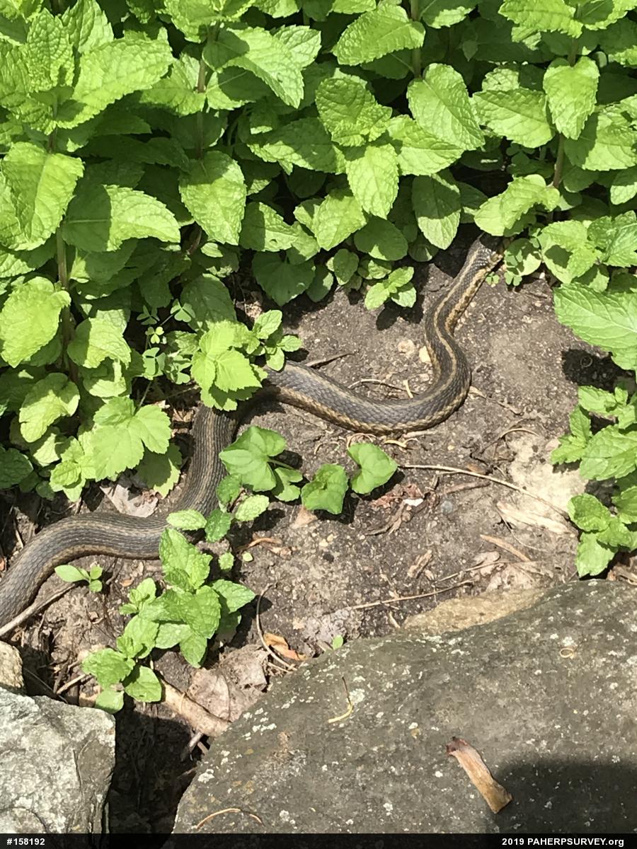 Eastern Gartersnake