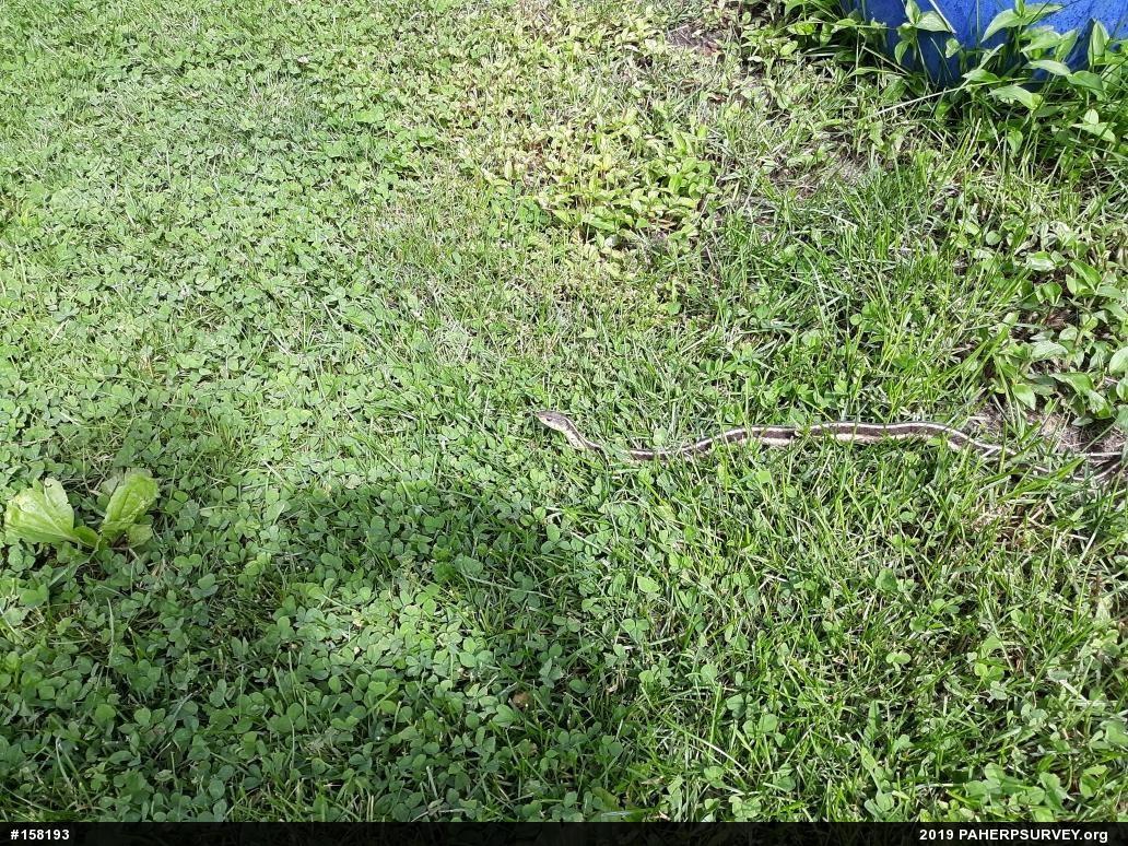 Eastern Gartersnake