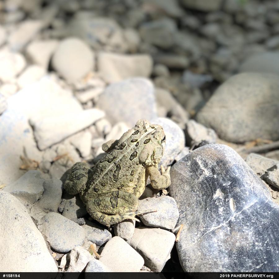 Fowler's Toad