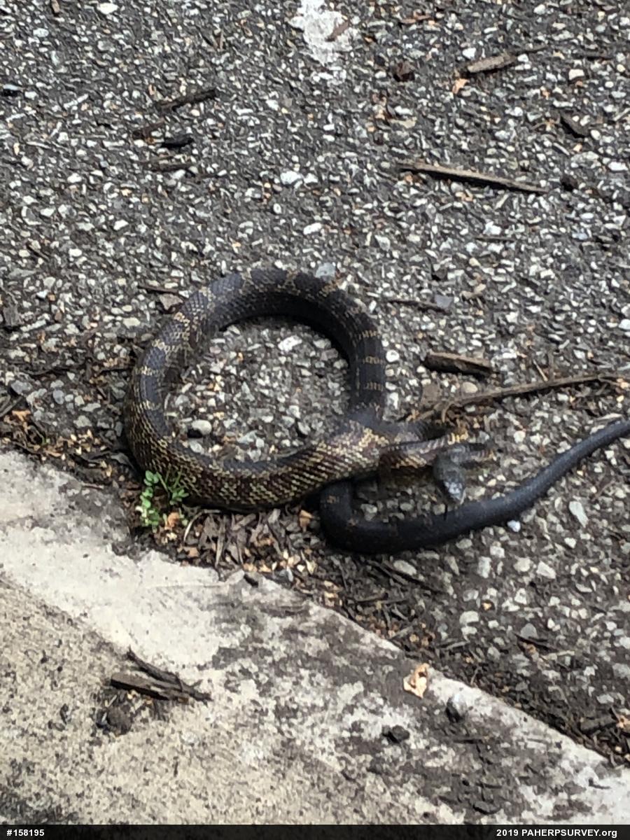 Eastern Ratsnake