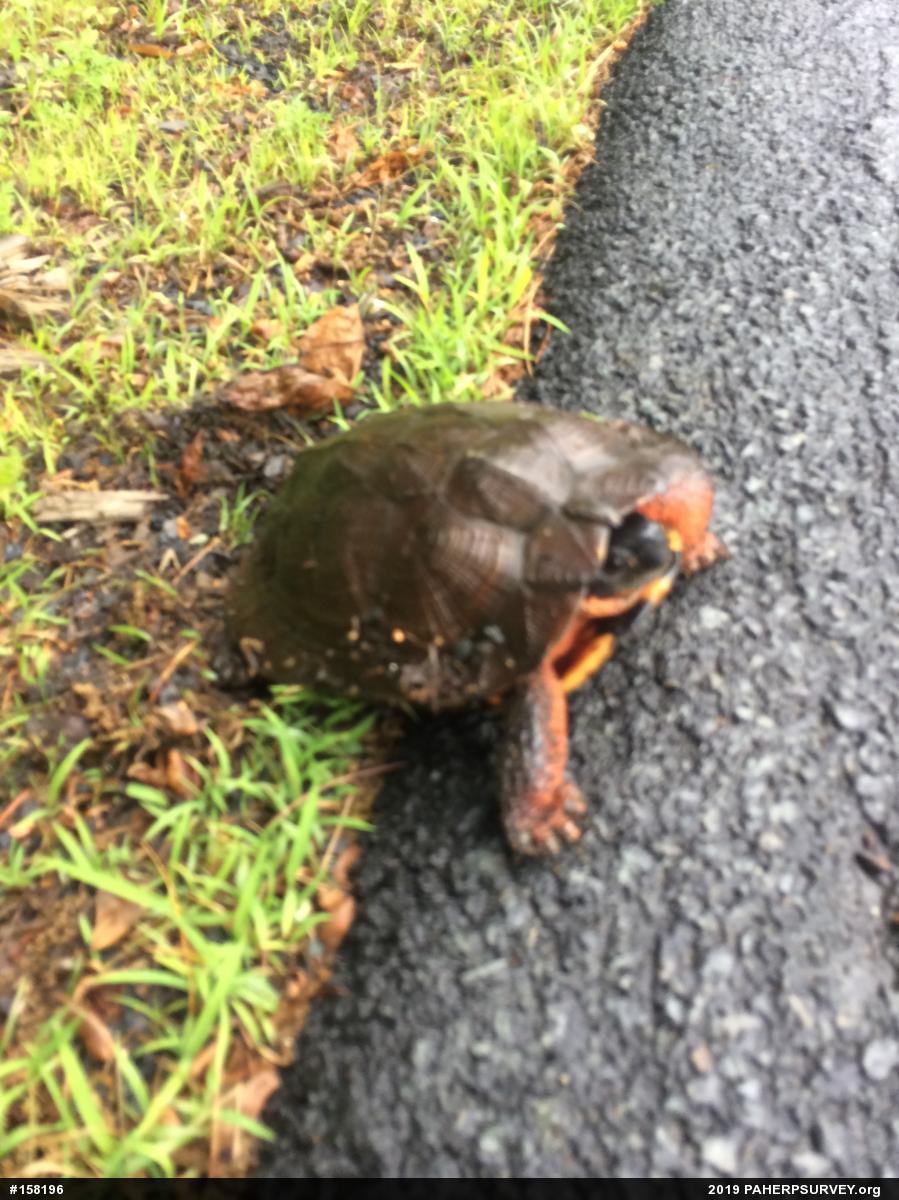 Wood Turtle