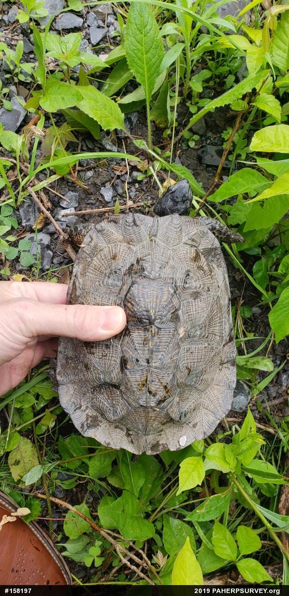Wood Turtle