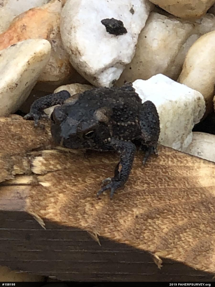 Eastern American Toad