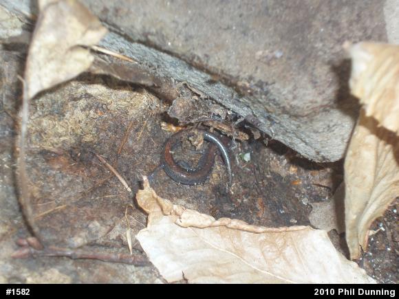 Eastern Red-backed  Salamander