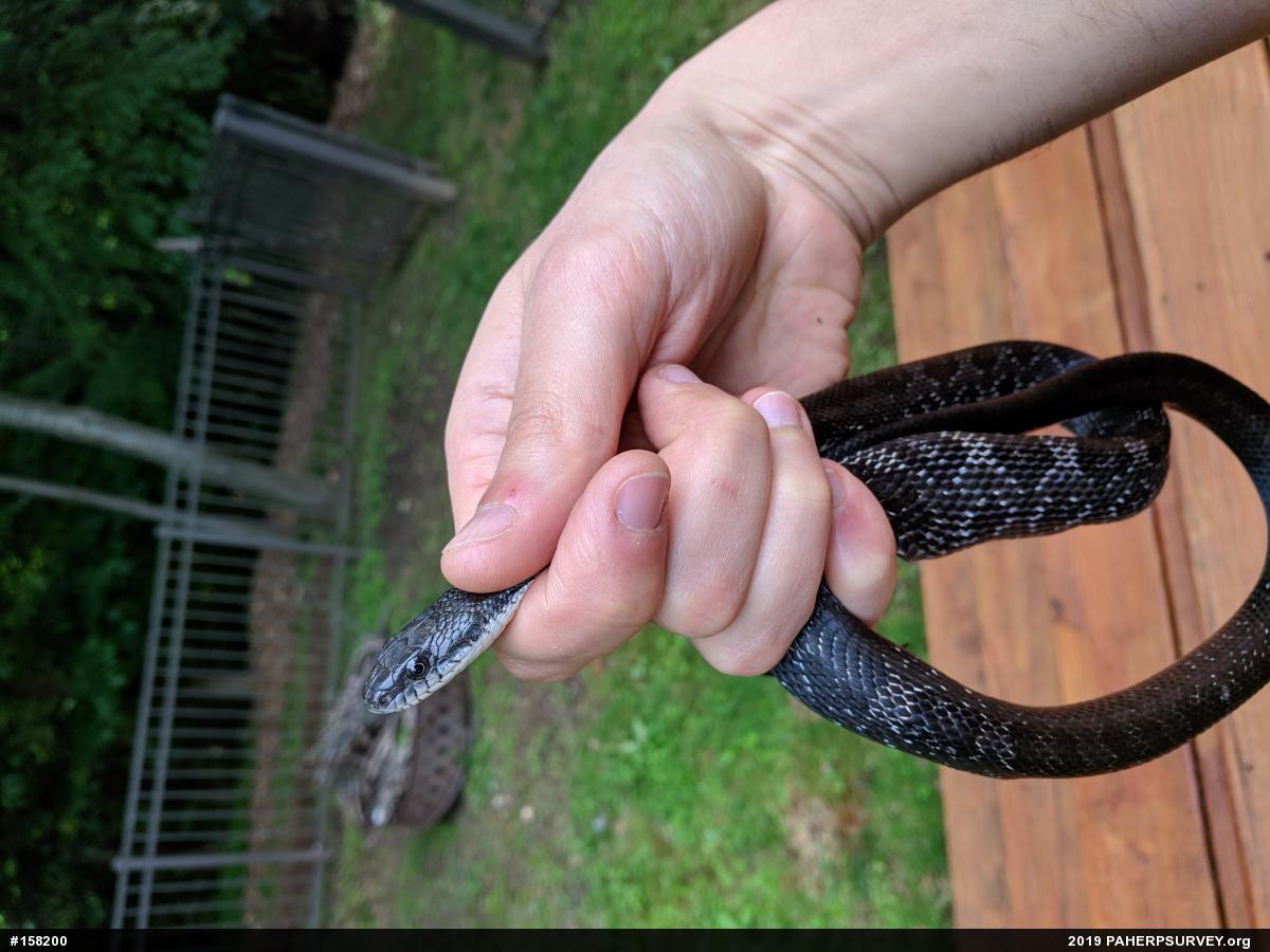 Eastern Ratsnake