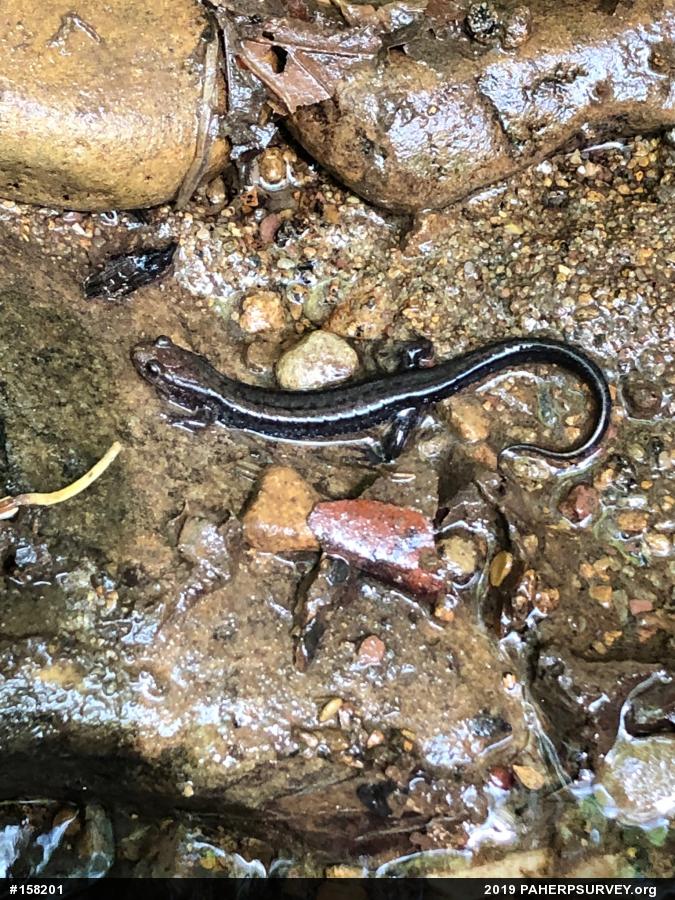 Allegheny Mountain Dusky Salamander
