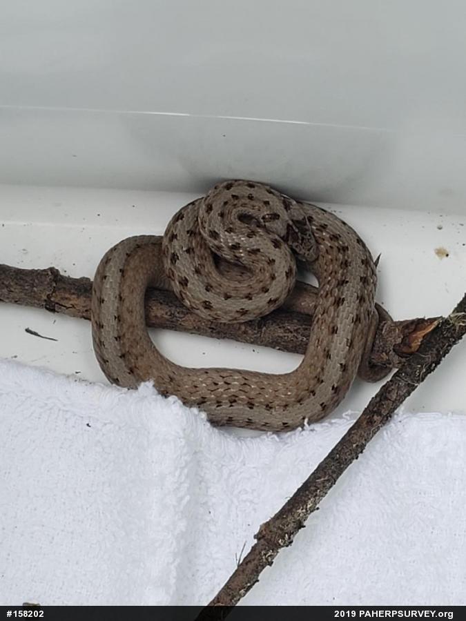 Dekay's Brownsnake