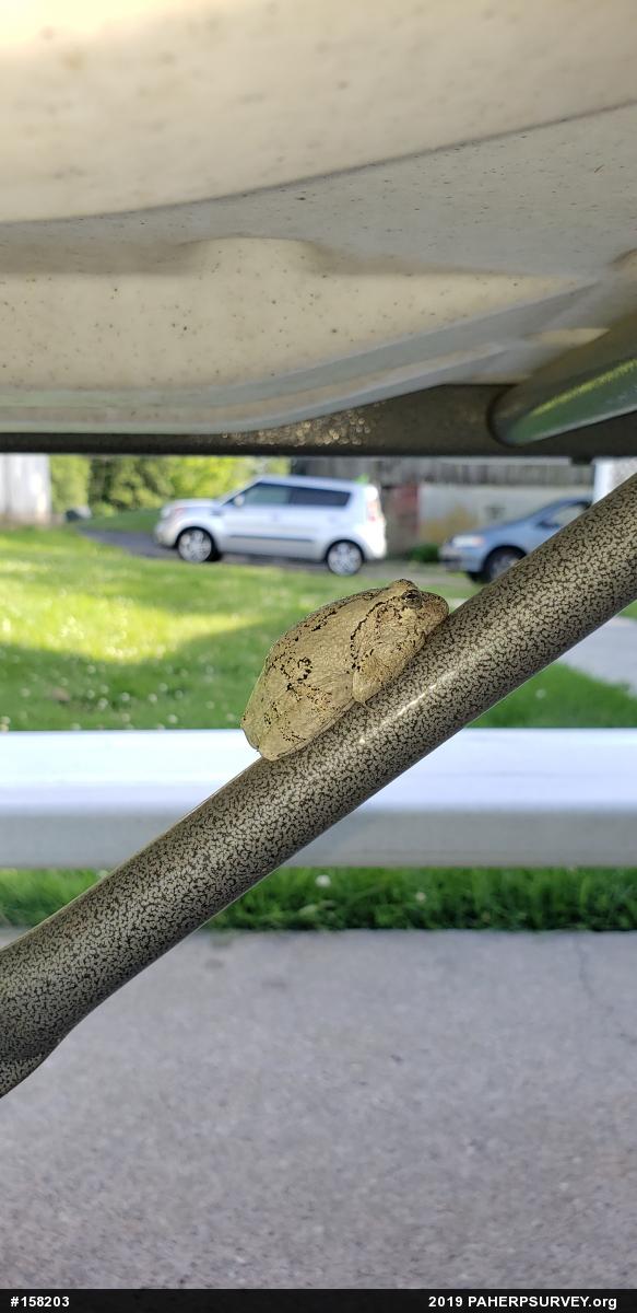 Unknown Gray Treefrog