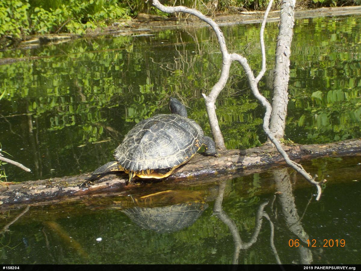 Yellow-bellied Slider