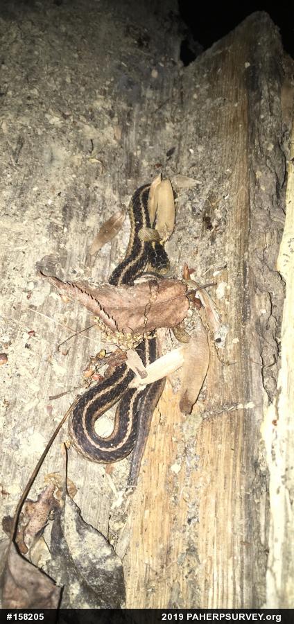 Eastern Gartersnake