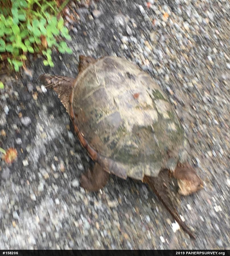 Snapping Turtle