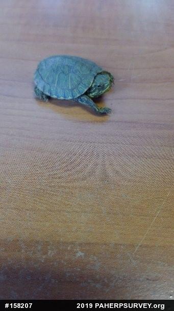 Red-eared Slider