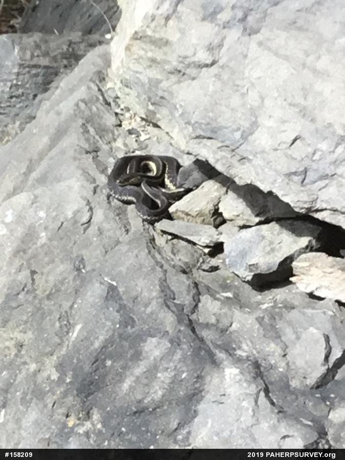 Eastern Gartersnake