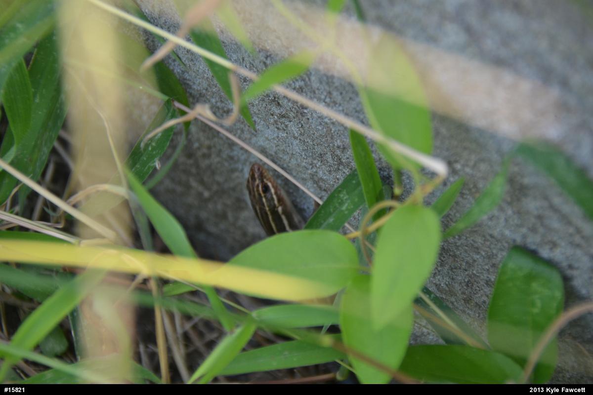 Common Five-lined Skink