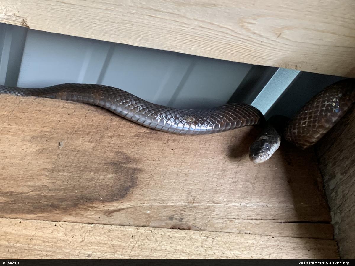 Eastern Ratsnake