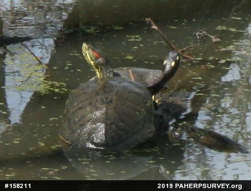 Red-eared Slider