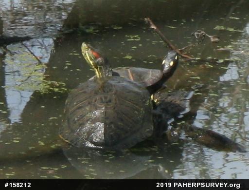 Painted Turtle