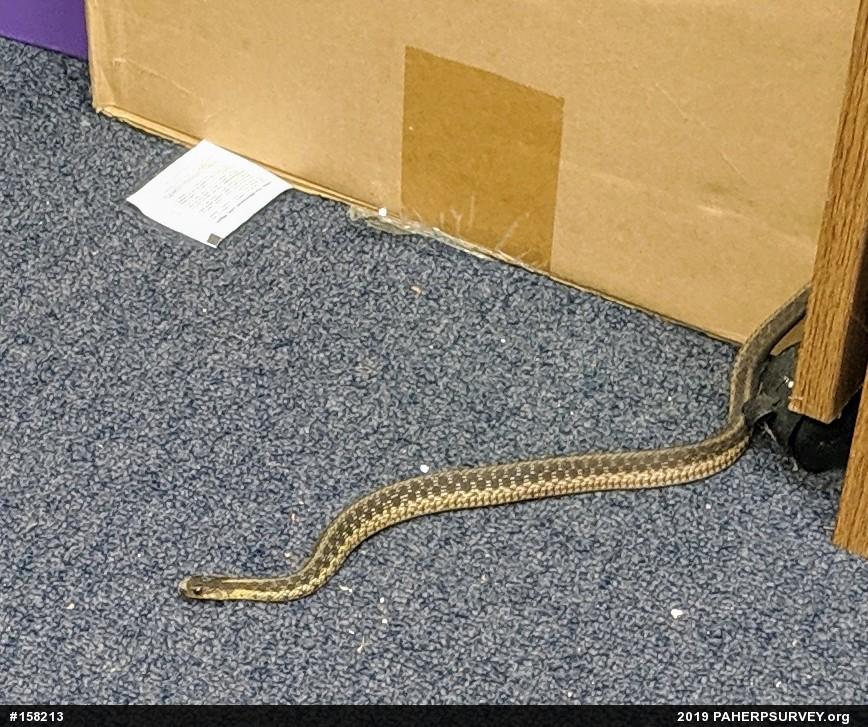 Eastern Gartersnake