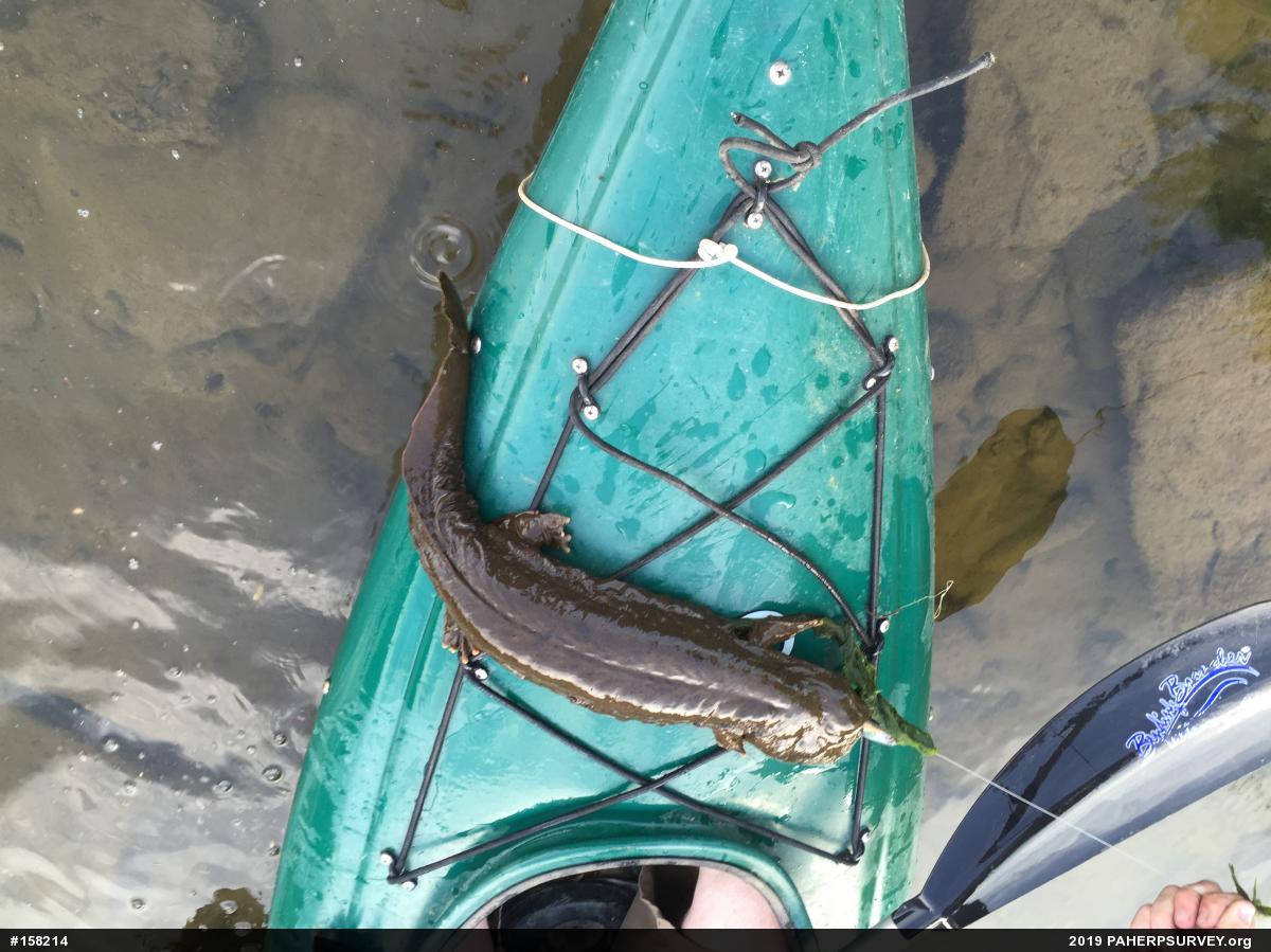 Eastern Hellbender