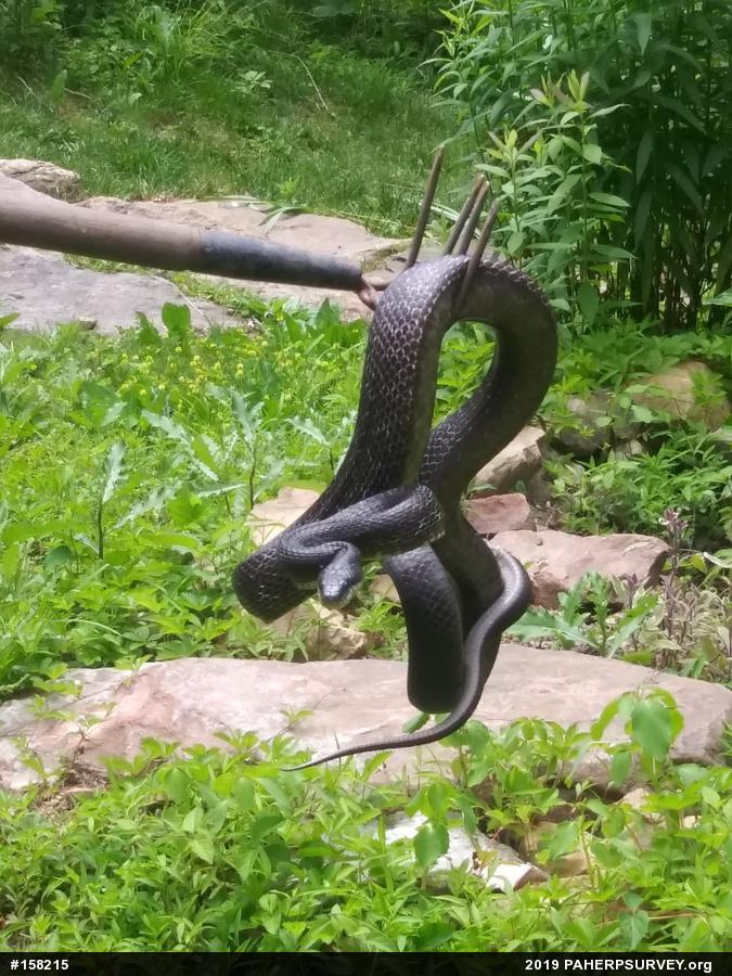 Eastern Ratsnake