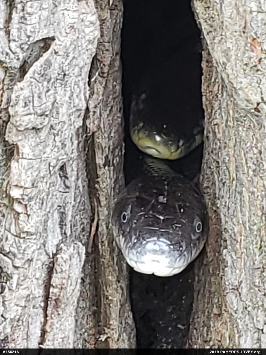 Eastern Ratsnake