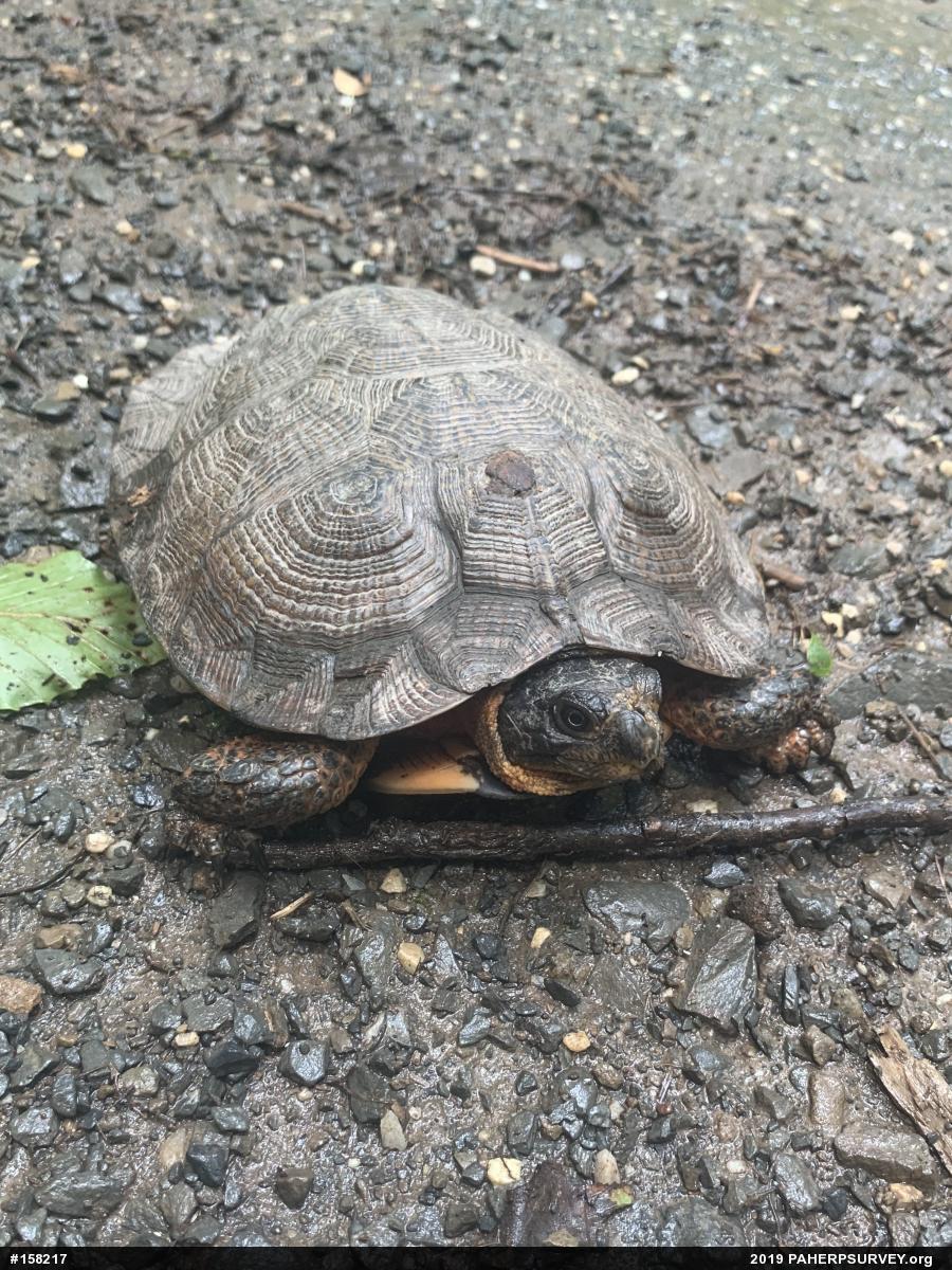 Wood Turtle