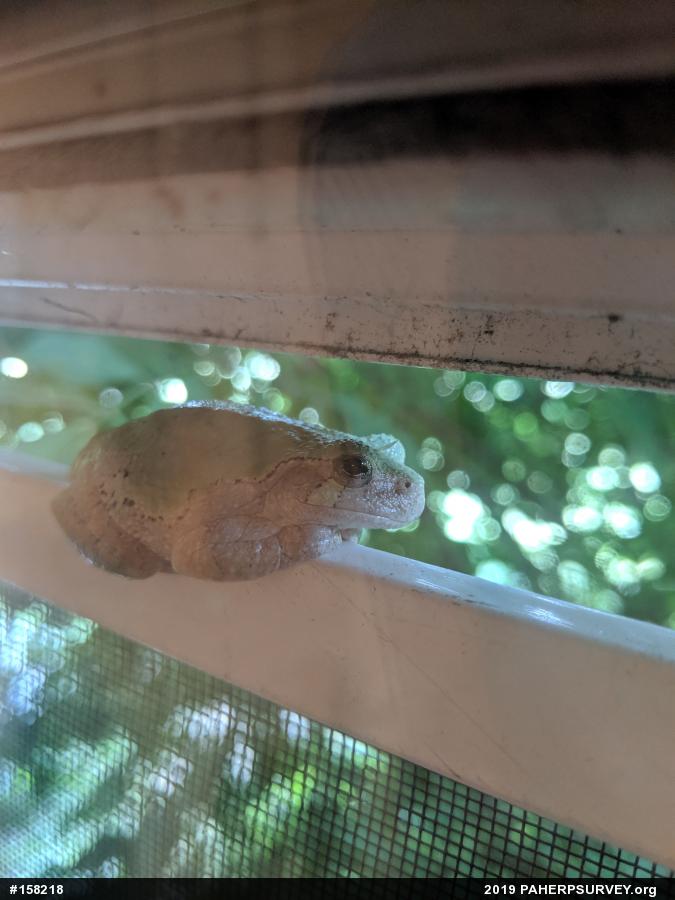 Unknown Gray Treefrog