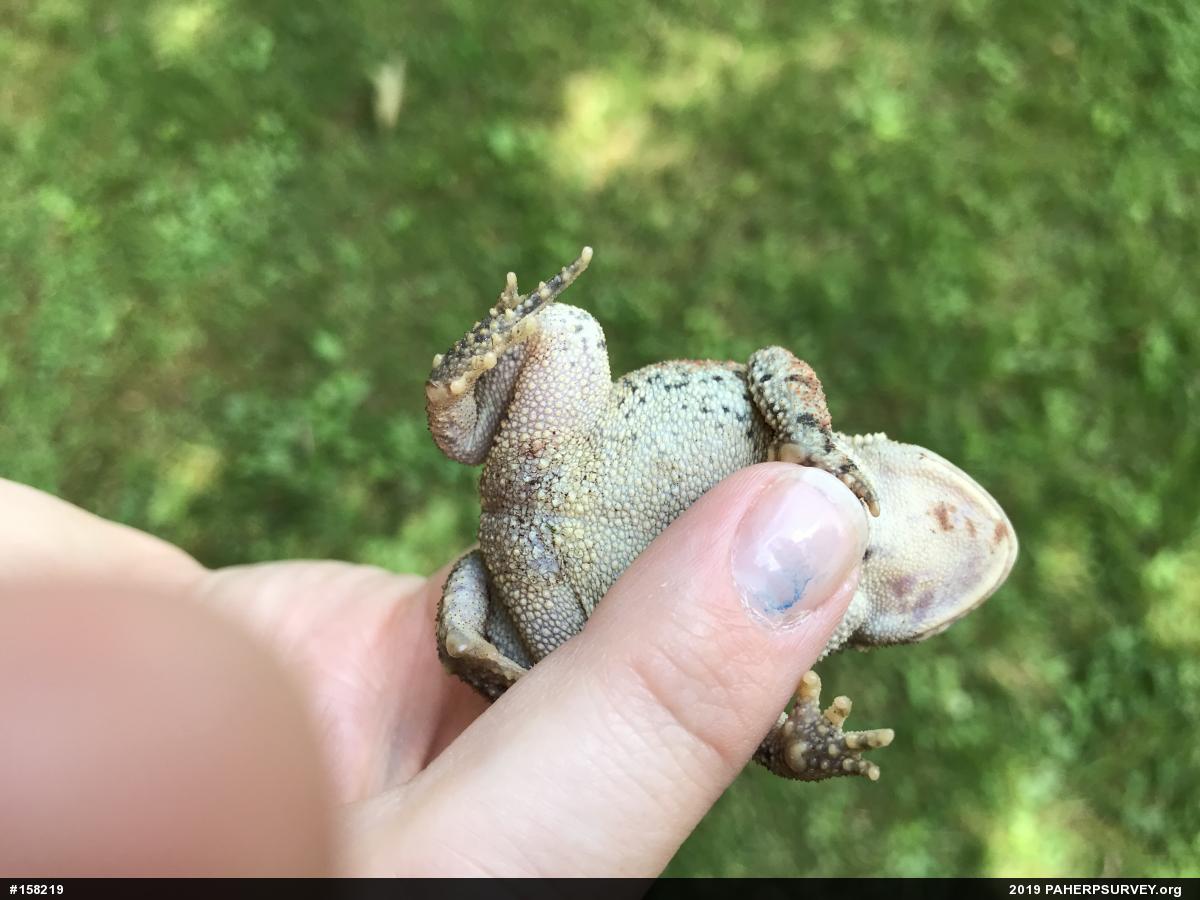 Eastern American Toad