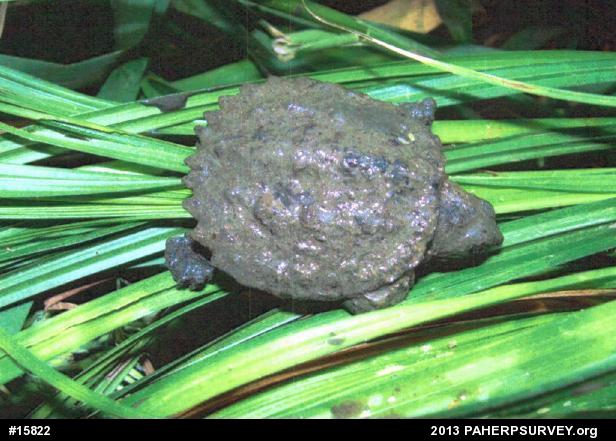 Snapping Turtle