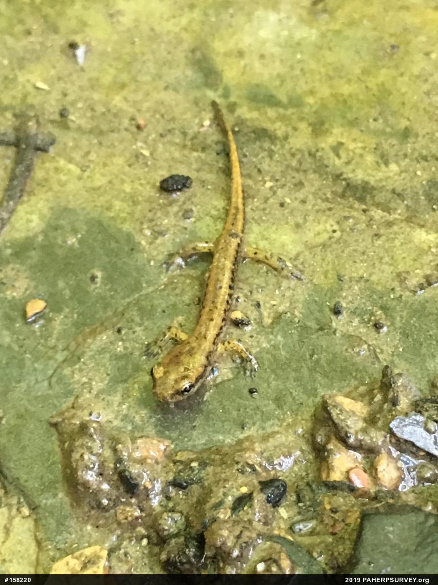 Eastern Long-tailed Salamander