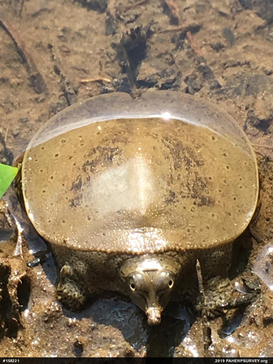 Eastern Spiny Softshell